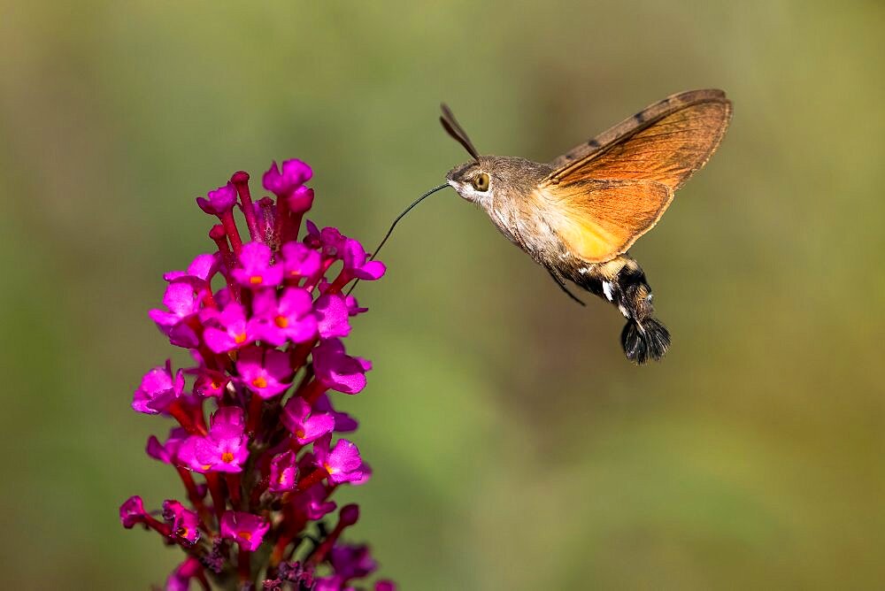 Hummingbird hawk-moth (Macroglossum stellatarum), flying, sucking nectar on flower of butterfly-bush (Buddleja davidii), Hesse, Germany, Europe