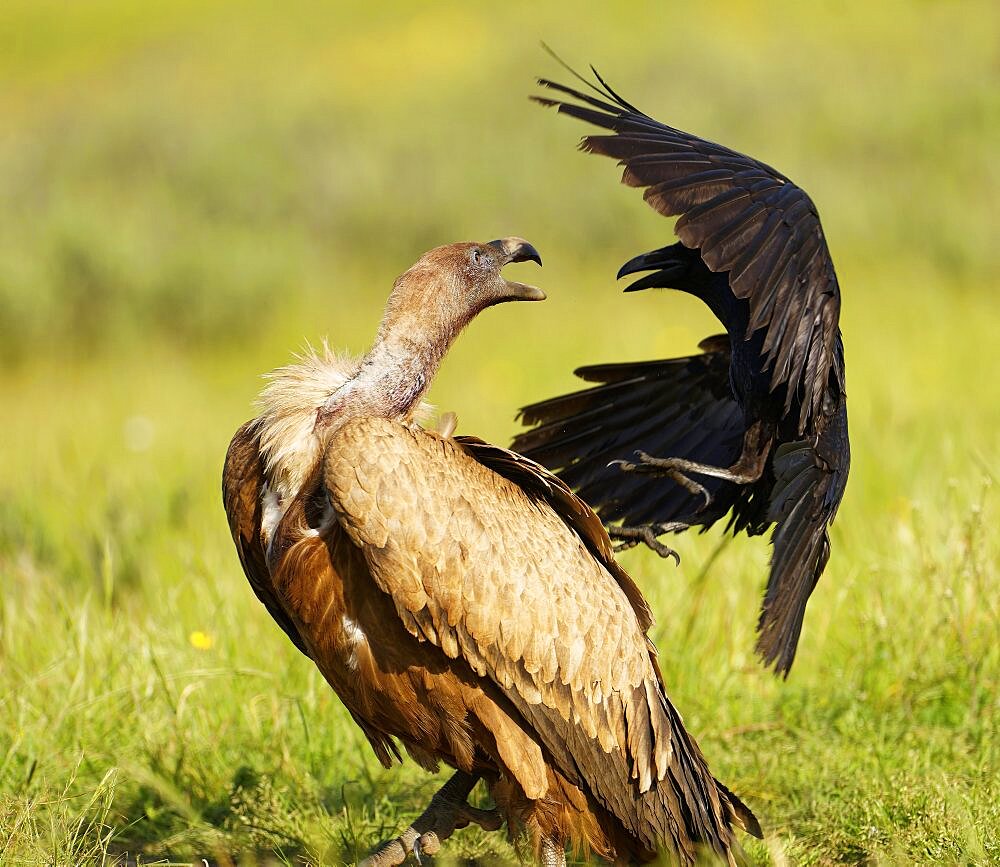 Griffon Vulture (Gyps fulvus) and Common Raven (Corvus corax) on the luder, Common Raven teases a Griffon Vulture, Castilla-La Mancha, Spain, Europe