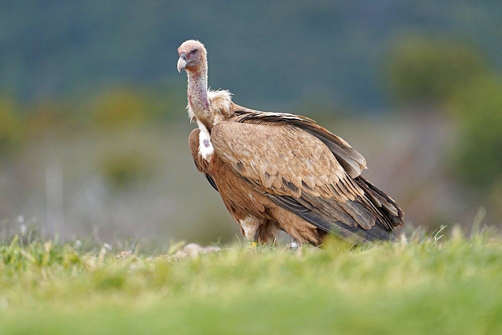 Griffon vulture (Gyps fulvus), portrait, Pyrenees, Catalonia, Spain, Europe