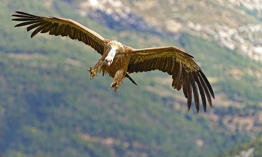 Griffon vulture (Gyps fulvus) approaching, Pyrenees, Catalonia, Spain, Europe