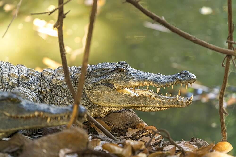 Nile crocodile in the sacred crocodile pool of Kachikally, Bakau, Gambia, West Africa, Africa