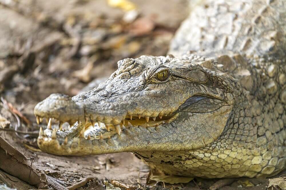 Nile crocodile in the sacred crocodile pool of Kachikally, Bakau, Gambia, West Africa, Africa