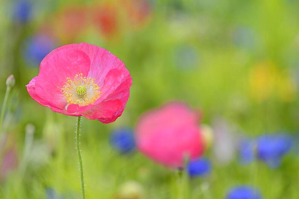 Flowering strip, flowering area with poppy flowers (Papaver rhoeas) and cornflowers (Centaurea cyanus), North Rhine-Westphalia, Germany, Europe