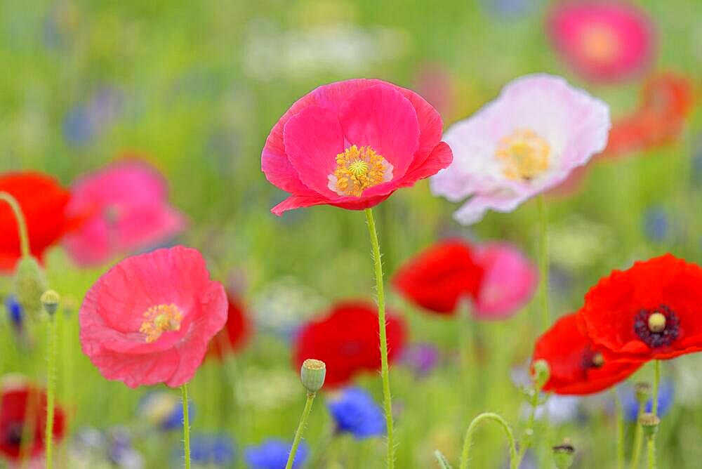 Flowering strip, flowering area with poppy flowers (Papaver rhoeas) and cornflowers (Centaurea cyanus), North Rhine-Westphalia, Germany, Europe