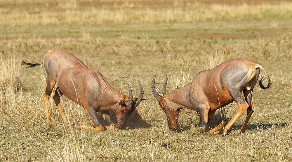 Fight between two Topi lei antelope bulls, Maasai Mara Game Reserve, Kenya, Africa