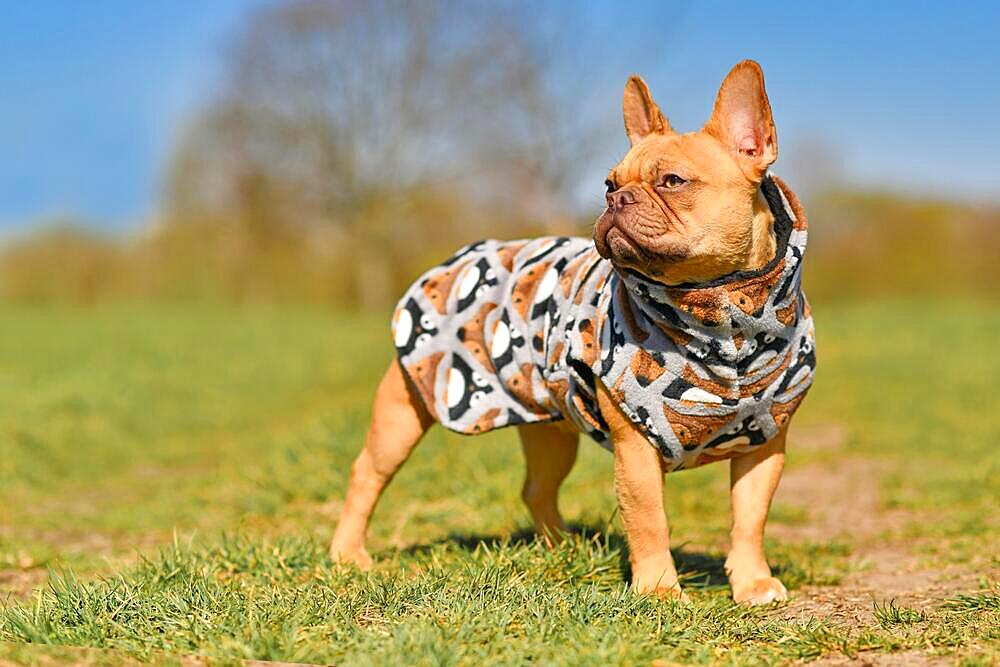 Red French Bulldog dog wearing homemade bathrobe made from fleece fabric to dry faster after swimming