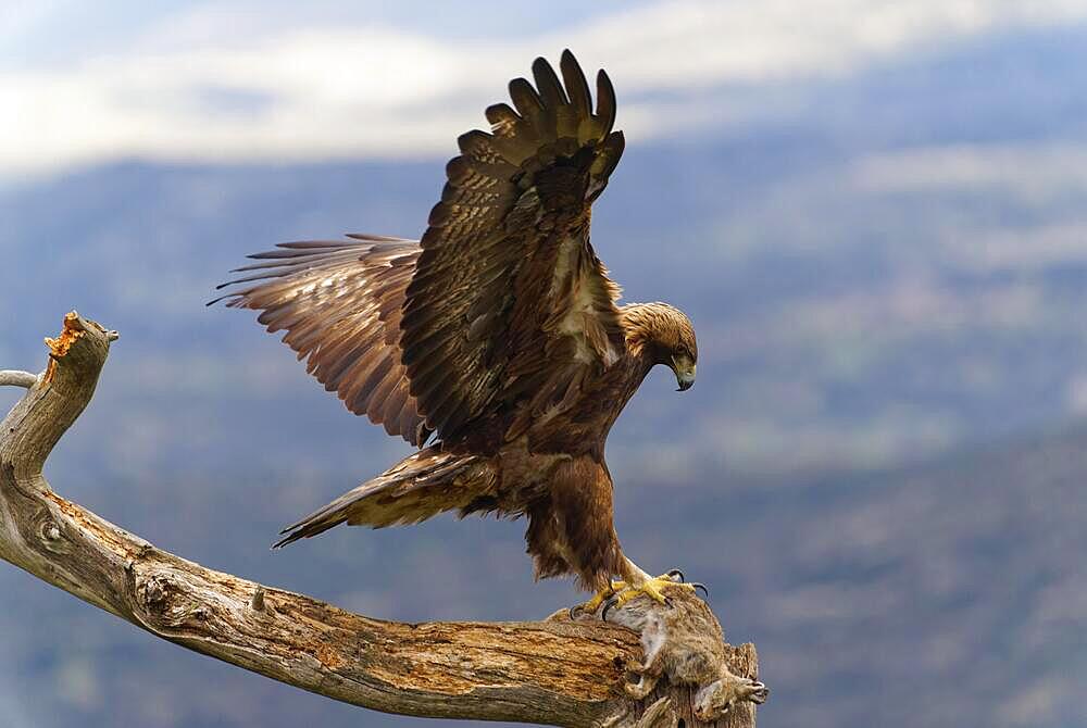 Golden eagle (Aquila chrysaetos) approaching prey, Castilla y Leon, Spain, Europe