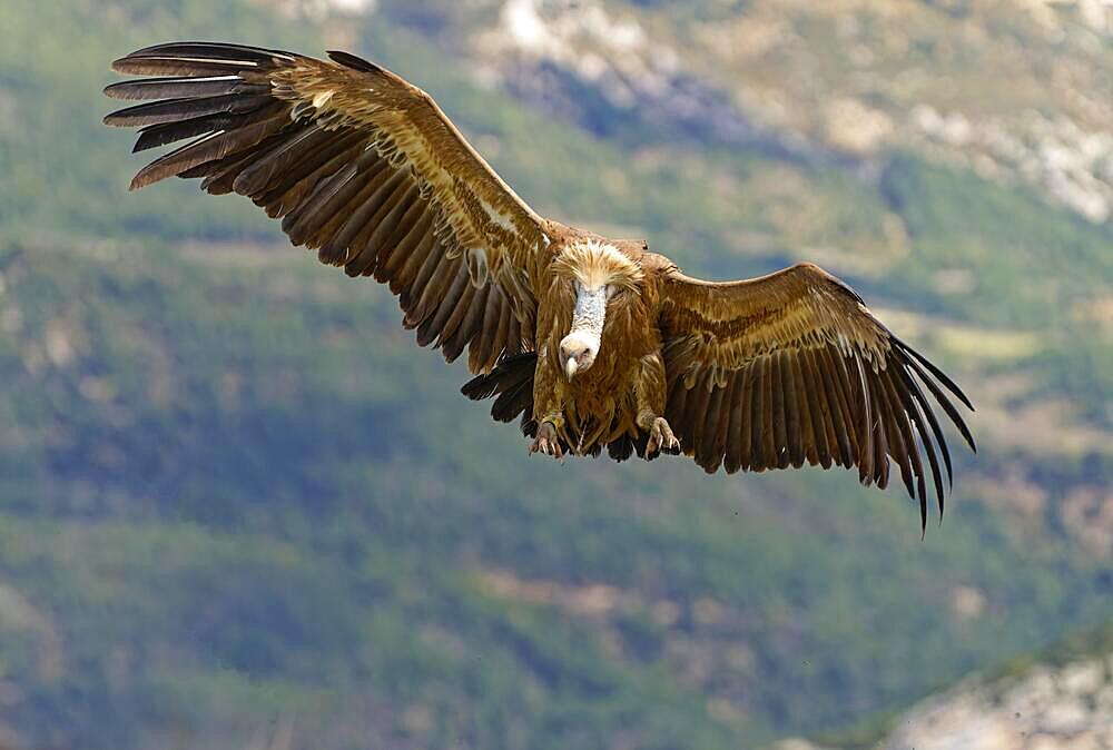 Griffon vulture (Gyps fulvus) approaching, flight, Pyrenees, Catalonia, Spain, Europe