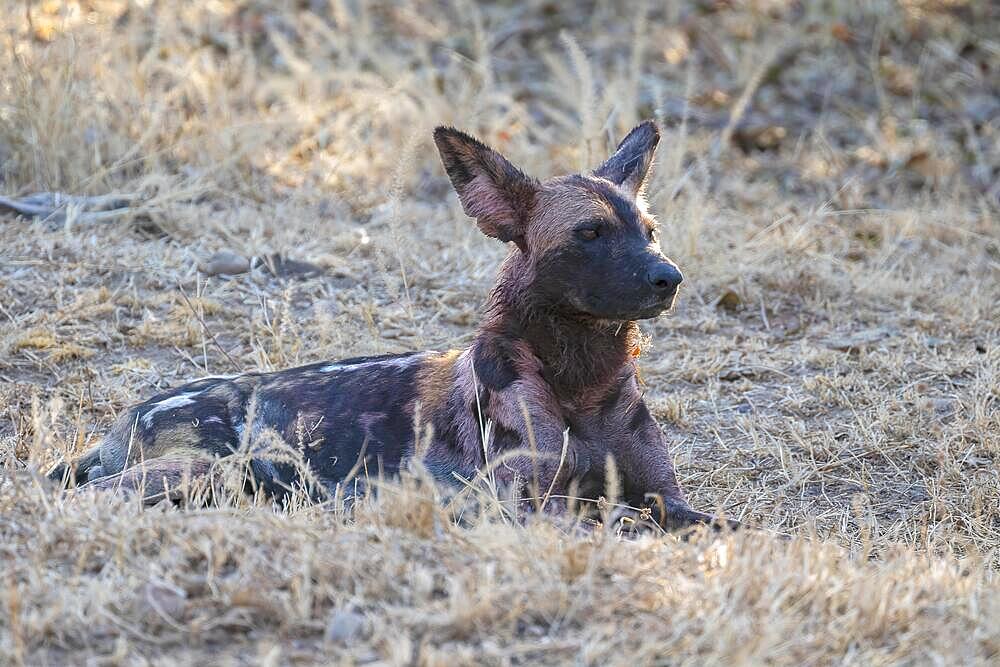 African wild dog (Lycaon pictus), backlight, South Luangwa, Zambia, Africa