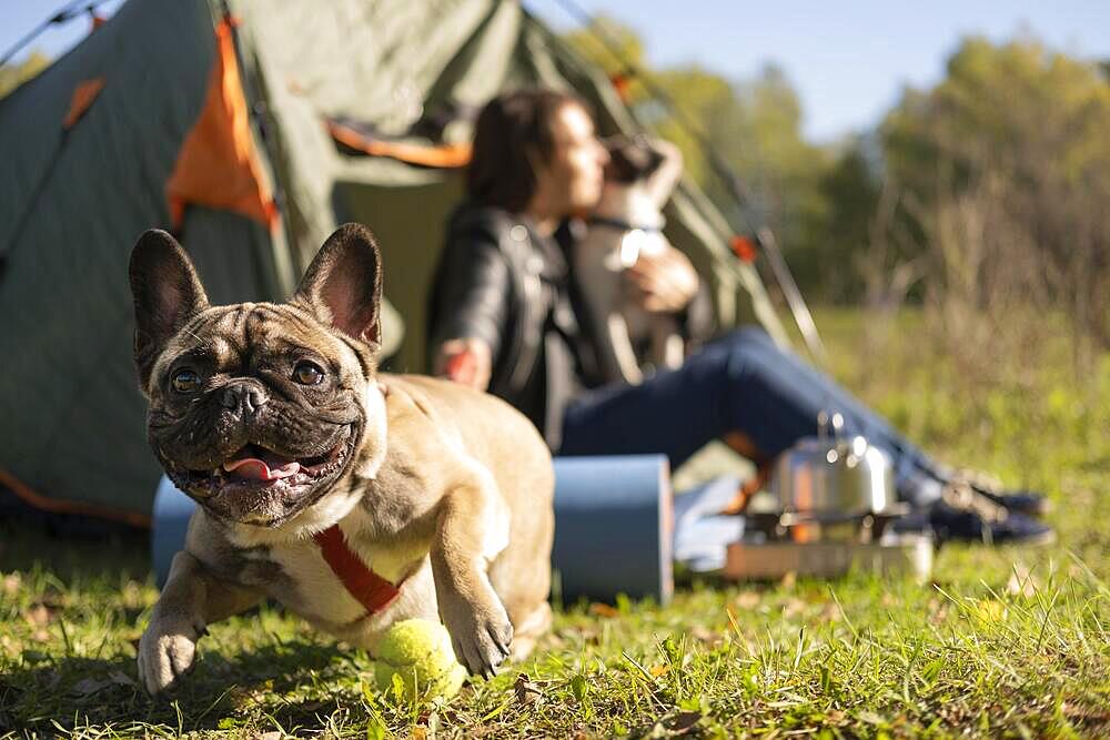 happy cute dog playing outdoors