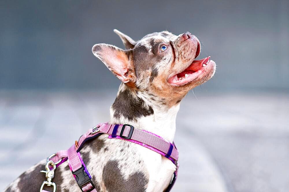 Side view of merle tan French Bulldog dog with long nose wearing pink dog harness