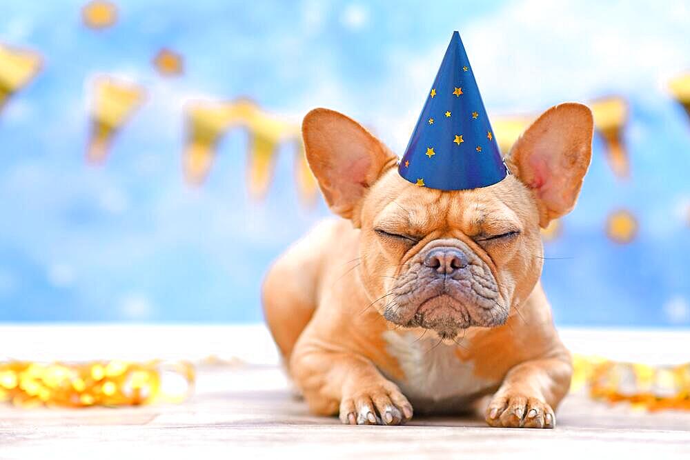 Sleepy French Bulldog with birthday part hat in front of blurry blue background with garlands and party streamers