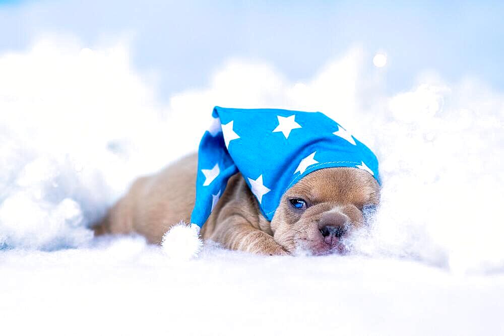 Sleepy French Bulldog puppy with nightcap lying between fluffy clouds and stars