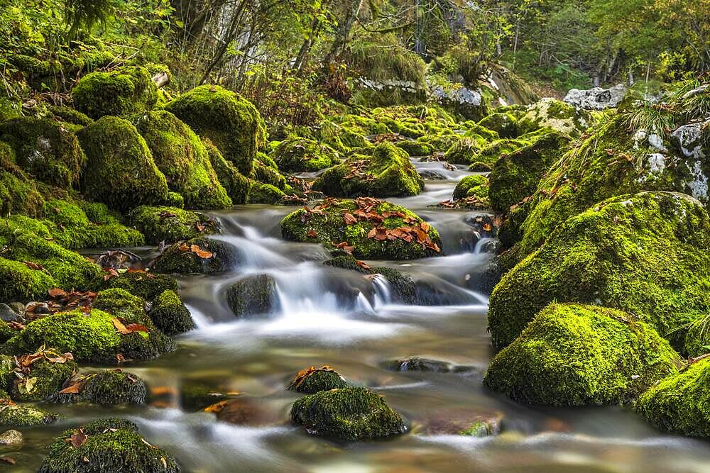 Mossy rocks by the Gljun torrent, near Wasserall Slap Virje, Soca valley, Bovec, Triglav National Park, Slovenia, Europe