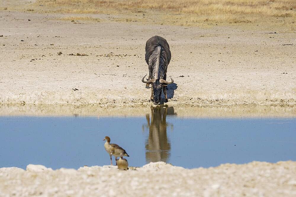 Wildebeest (Connochaetes taurinus) drinking at a waterhole with reflection. 2 Egyptian ducks sit on the other side of the water. Etosha National Park, Namibia, Africa