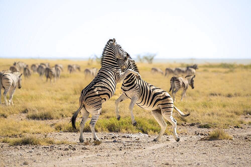 2 Zebras (Equus burchelli) are fighting in the savannah. Both animals stand on their hint legs biting each other. Etosha National Park, Namibia, Africa