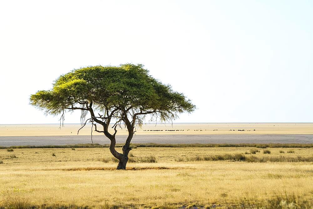 Green Acacia tree Vachellia tortilisstands in front of the Etosha salt pan in the desert. On the salt pan many animals are crossing from the left to the right. Etosha National Park, Namibia, Africa