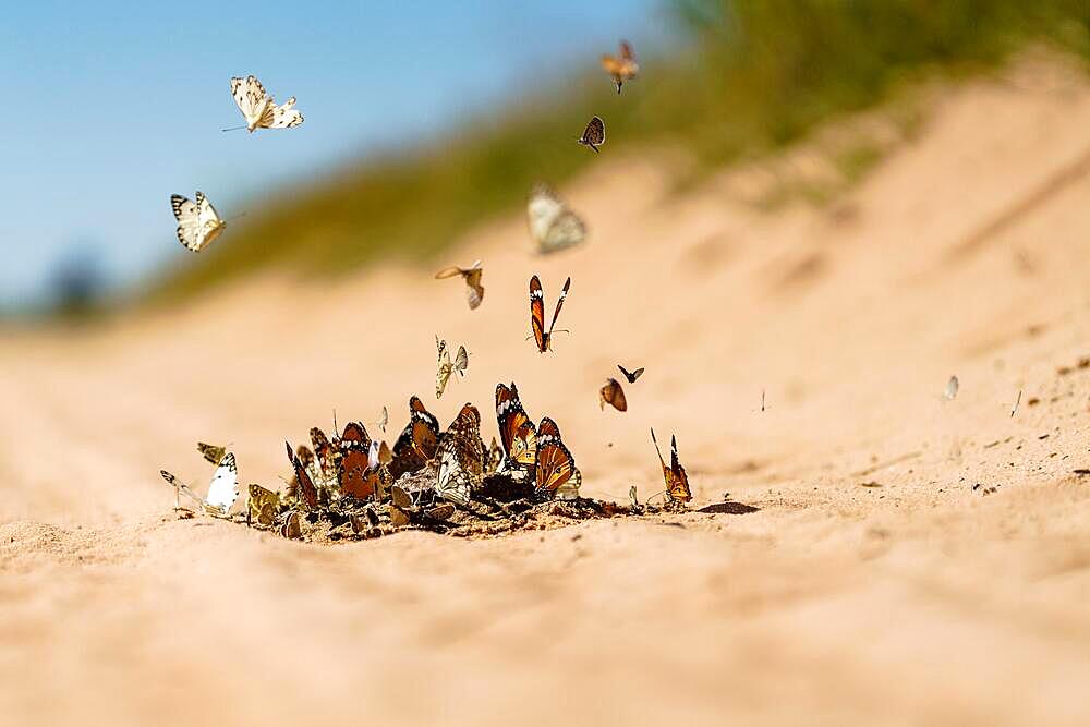 Many butterflies (Danaus chrysippus) and Pioneer White butterfly sit in sand, some animals hoover, fly above the group of insects. Kalahari, South Africa, Africa