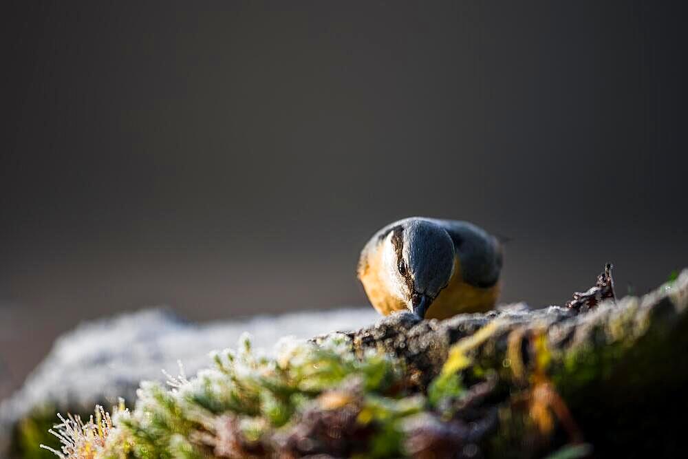 Eurasian nuthatch (Sitta europaea), sitting on a frosty ground in the forest, podkarpackie, Poland, Europe