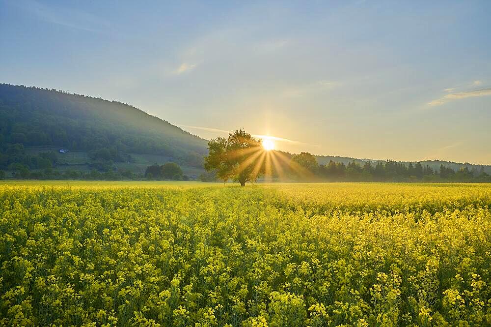 Landscape, rape field, blossom, pear tree, sunrise, spring, Miltenberg, Spessart, Bavaria, Germany, Europe