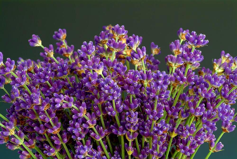 True lavender or narrow-leaved lavender, ancient common lavender (Lavandula angustifolia) recommended for states of restlessness, problems falling asleep and depressive moods. It can also help with stomach complaints such as nervous irritable stomach, flatulence, nervous intestinal complaints and the so-called Roehmheld syndrome