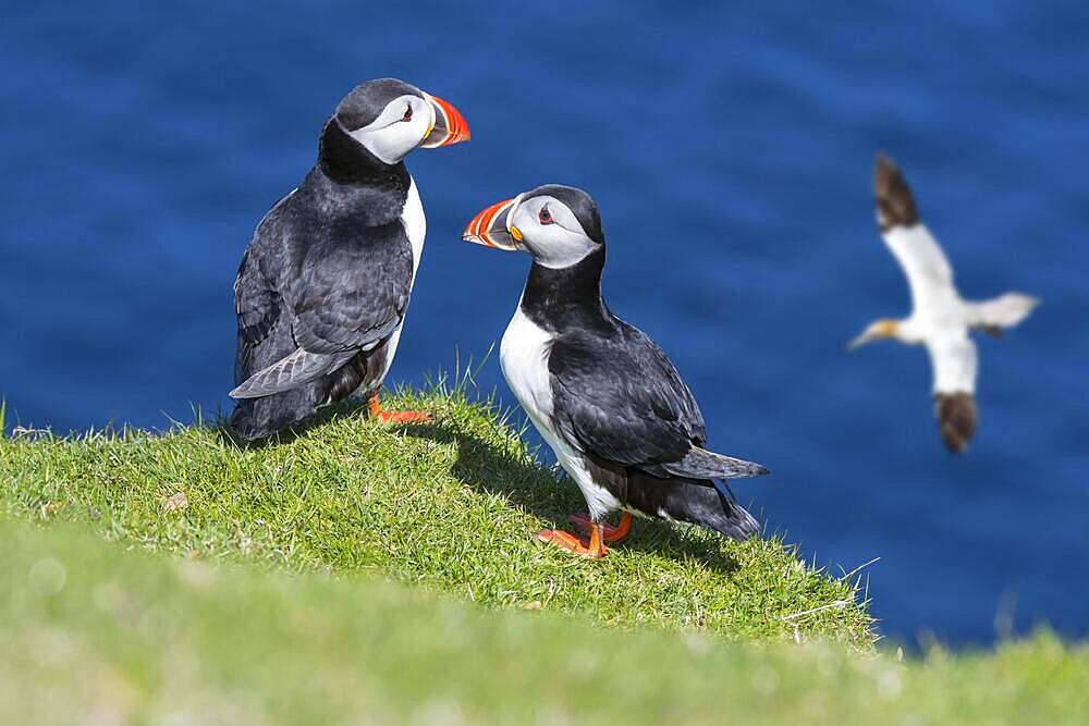 Two Atlantic puffins (Fratercula arctica) on sea cliff top and gannet flying by in seabird colony, Shetland Islands, Scotland, UK