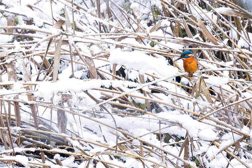 Common kingfisher (Alcedo atthis), male, sitting on snow-covered reeds, Hesse, Germany, Europe