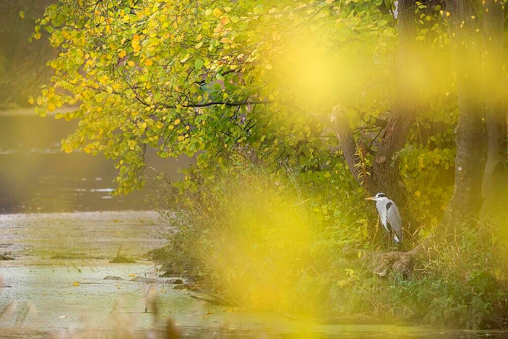 Grey heron (Ardea cinerea) standing on the bank of a river, autumn atmosphere, Hesse, Germany, Europe