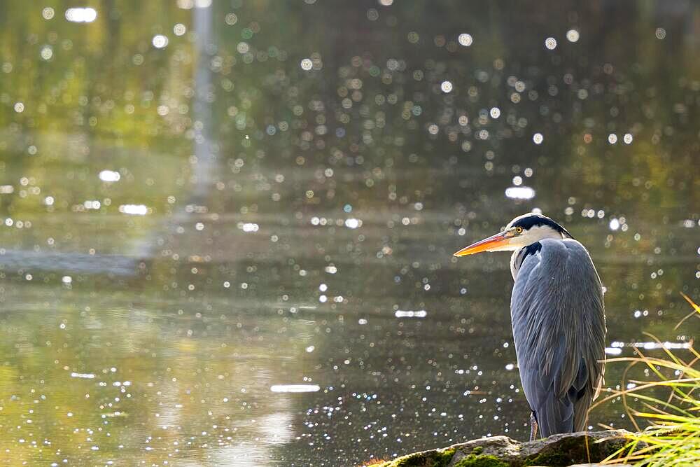 Grey heron (Ardea cinerea) at the water's edge, backlit photo, Hesse, Germany, Europe