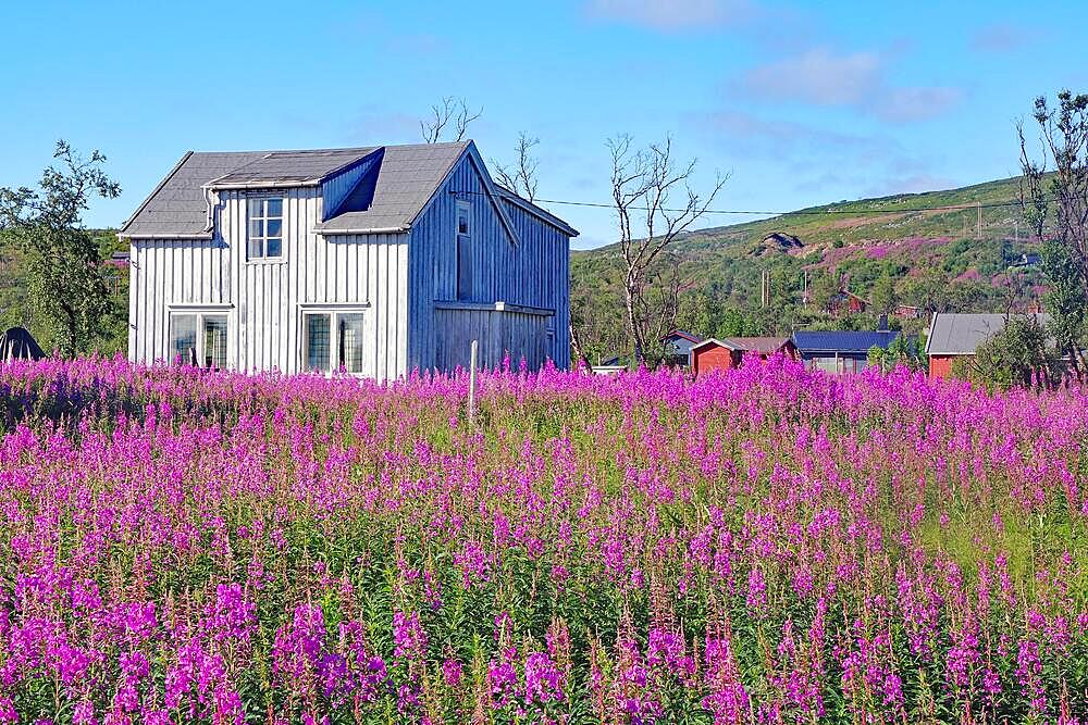 Narrow-leaved willowherbs cover the ground in bloom and in huge quantities, individual houses, evening primrose plants, Varanger Peninsula, Vadsoe, Lapland, Arctic, Norway, Europe