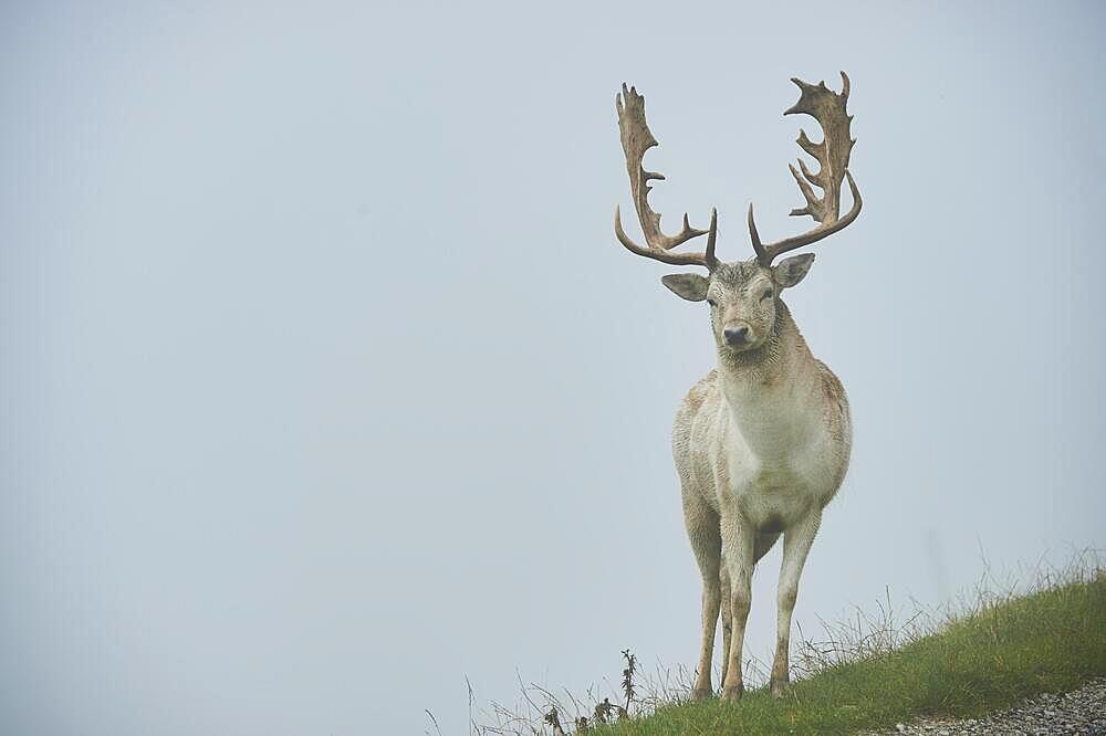 Damhirsch (Dama dama) Maennchen, in den Alpen bei Nebel, Herbst, Wildpark Aurach, Kitzbuehel, Oesterreich, Europa