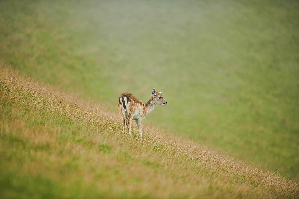 Damhirsch (Dama dama) Hirschkuh, in den Alpen bei Nebel, Herbst, Wildpark Aurach, Kitzbuehel, Oesterreich, Europa