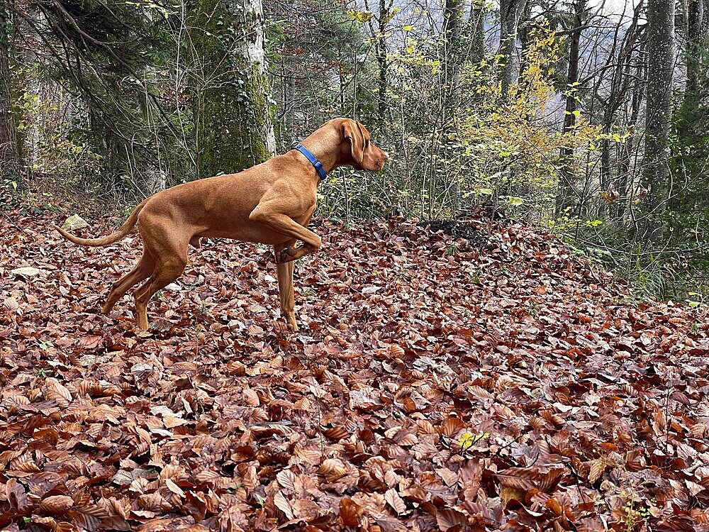 Vizsla, Hungarian Hound, pointing, Wisen, Solothurn, Switzerland, Europe