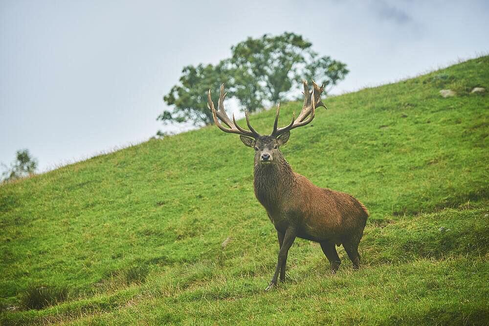 Rothirsch (Cervus elaphus) Maennchen bei der Brunft in den Alpen, Herbst, Wildpark Aurach, Kitzbuehel, Oesterreich, Europa