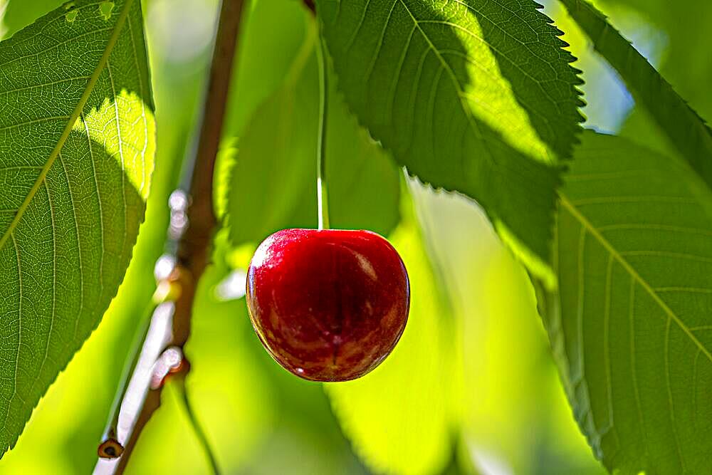 A single cherry on a cherry tree