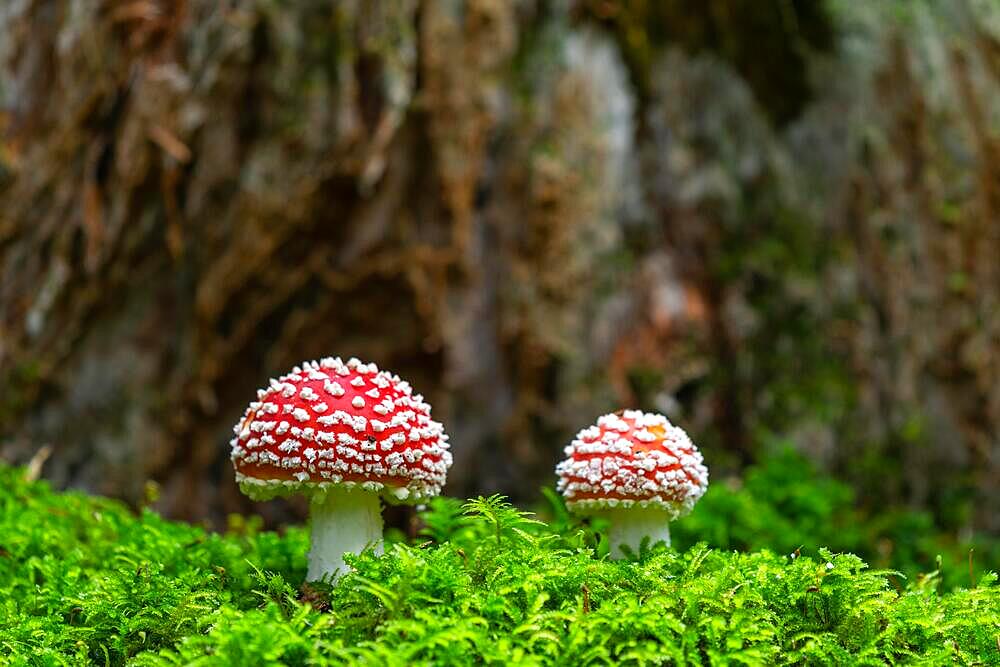 Fly agaric (Amanita muscaria) (Amanitaceae), in front of deadwood, on moss, Goeggingen, Baden-Wuerttemberg, Germany, Europe