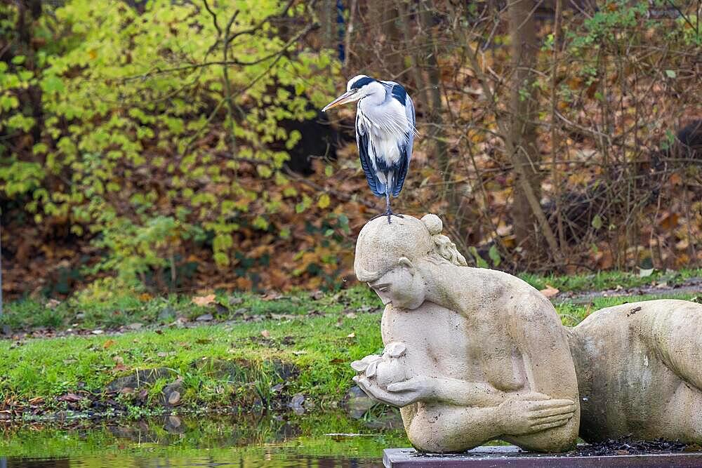 Grey heron (Ardea cinerea) standing on the head of a stone sculpture, Hesse, Germany, Europe