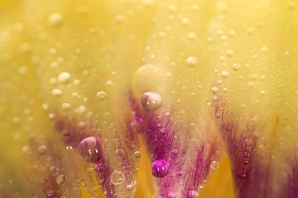 Close-up of a leaf with water drops of a fresh artichoke (Cynara scolymus), Artistic food photography with black background