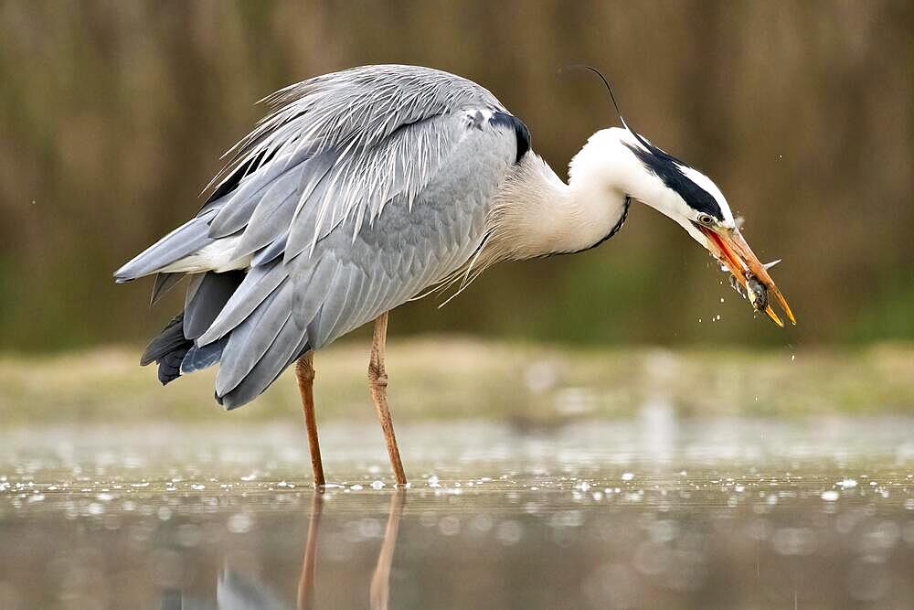 Grey heron (Ardea cinerea) with captured fish from the pond, Kiskunsag, Hungary, Europe