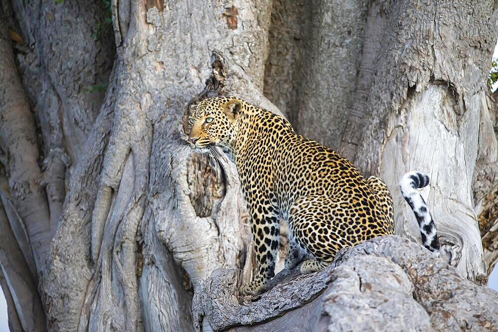 Leopard (Panthera pardus) female, Kenya, Masai Mara, Africa