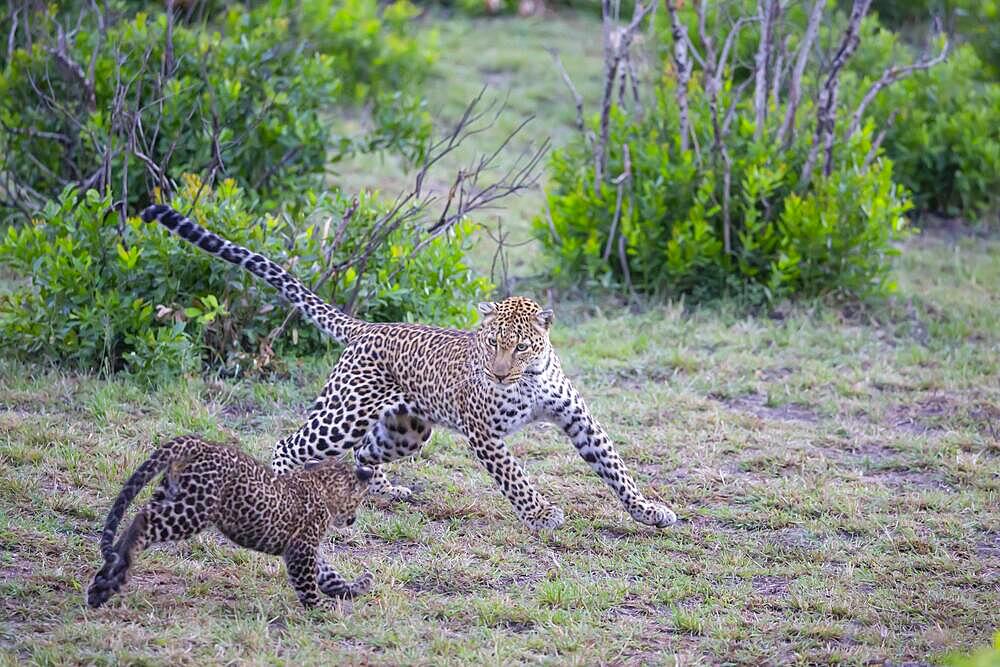 Leopard (Panthera pardus) female, Kenya, Masai Mara, Africa