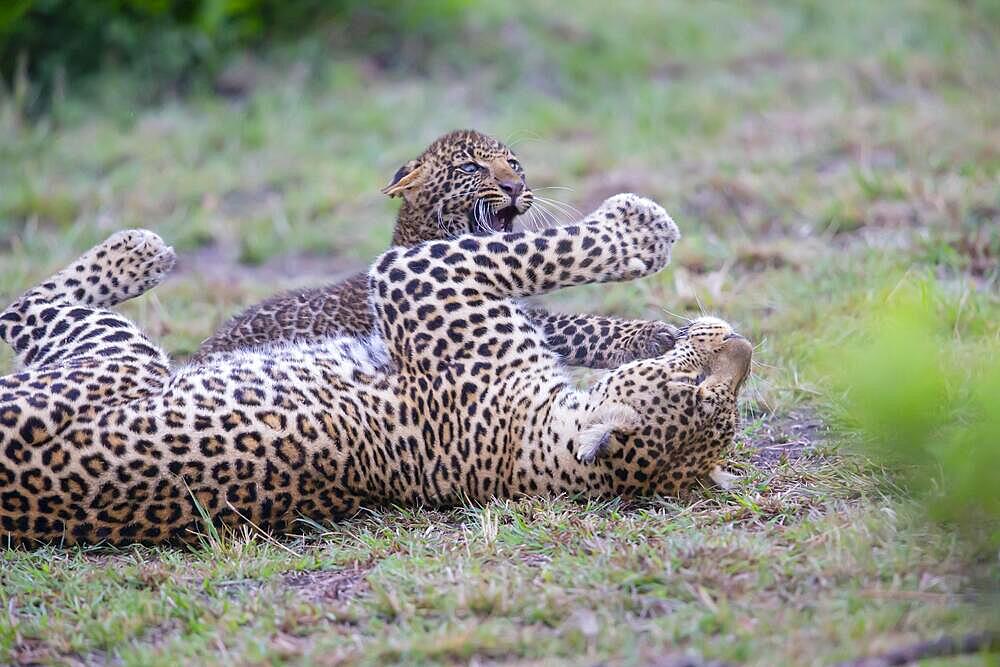 Leopard (Panthera pardus) female, Kenya, Masai Mara, Africa