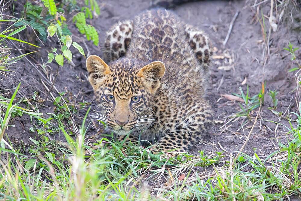 Leopard (Panthera pardus) female, Kenya, Masai Mara, Africa