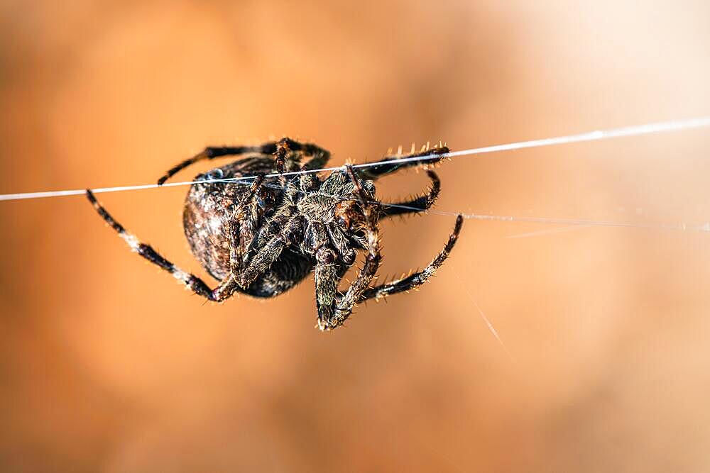 Gorse Orb-weaver, Agalenatea redii, Majorca, Spain, Europe