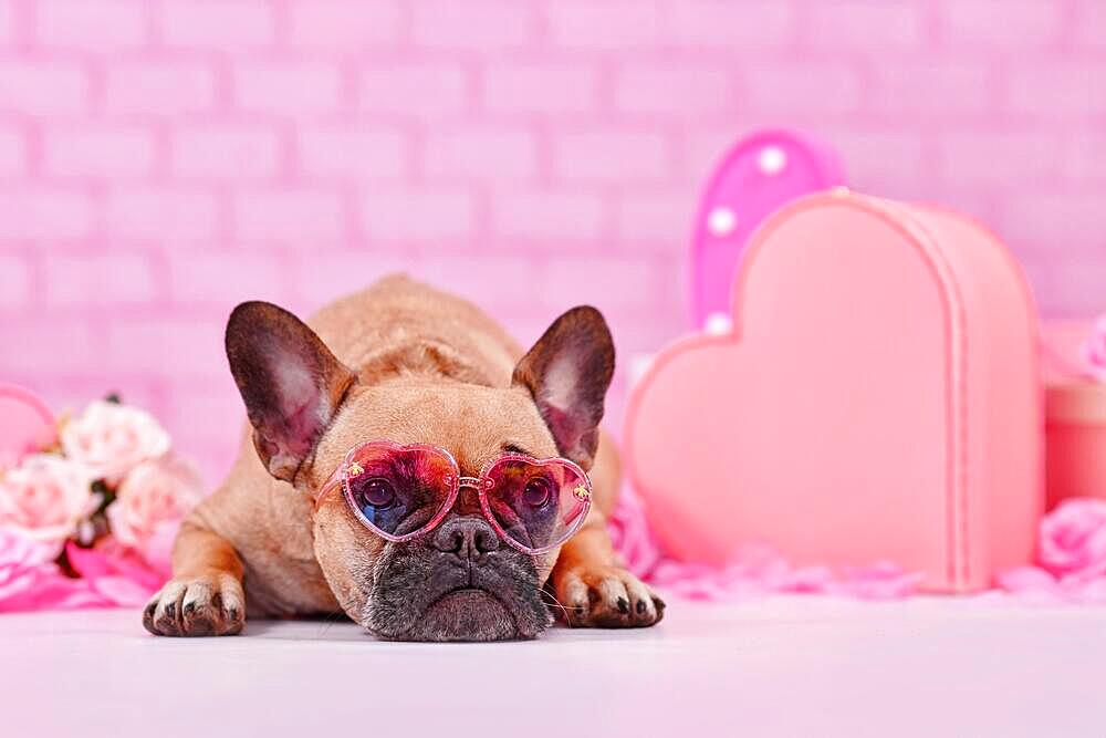 French Bulldog dog wearing pink heart shaped Valentine's day glasses between seasonal decoration