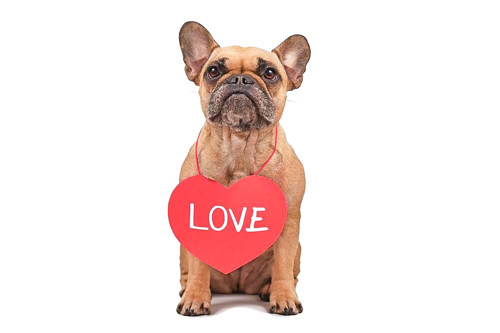 Cute French Bulldog dog wearing red Valentines Day heart with text LOVE around neck isolated on white background