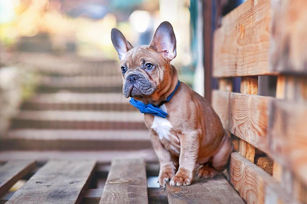 Blue red fawn French Bulldog dog puppy wearing blue bow tie