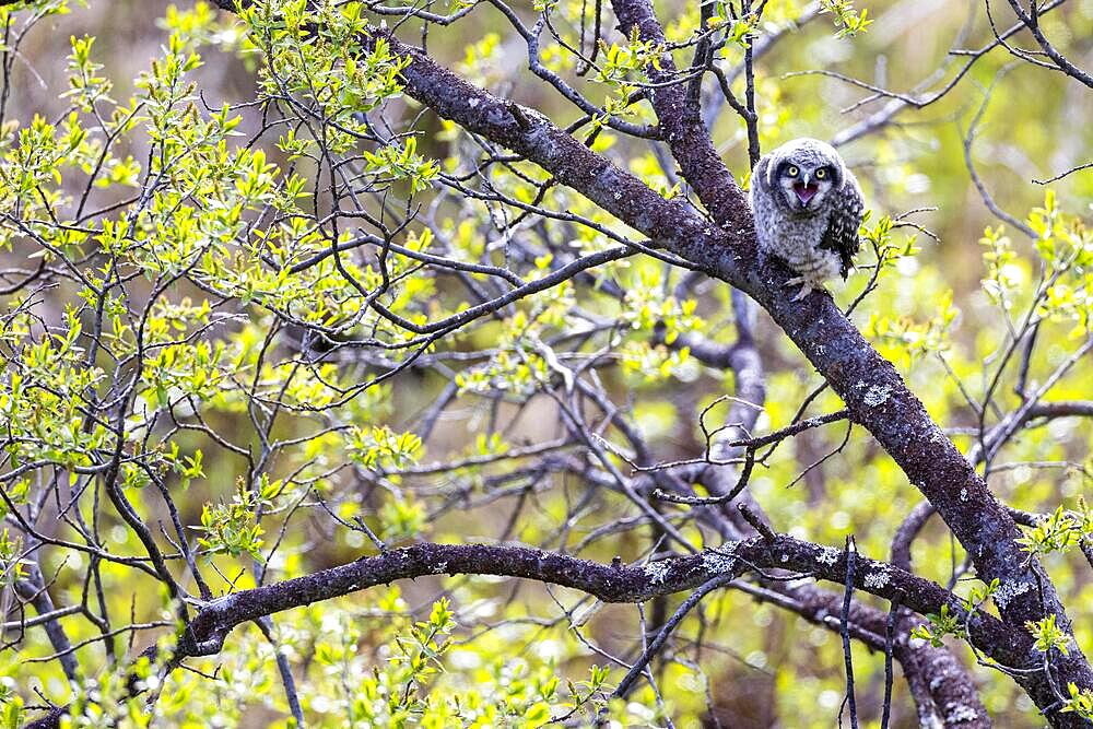 Northern hawk owl (Surnia ulula), branchling, Varanger, Finnmark, Norway, Europe