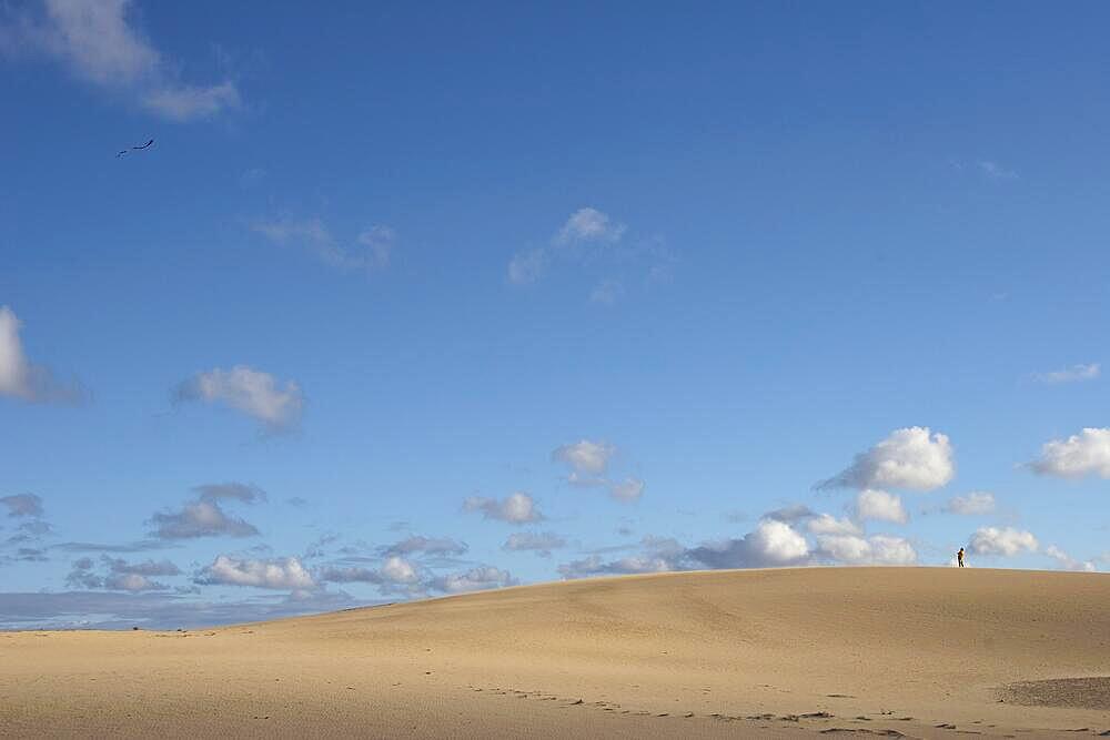 Dune, kite in the air, single person, further away, blue sky with white clouds, northeast coast, dune area, El Jable, nature reserve, Fuerteventura, Canary Islands, Spain, Europe