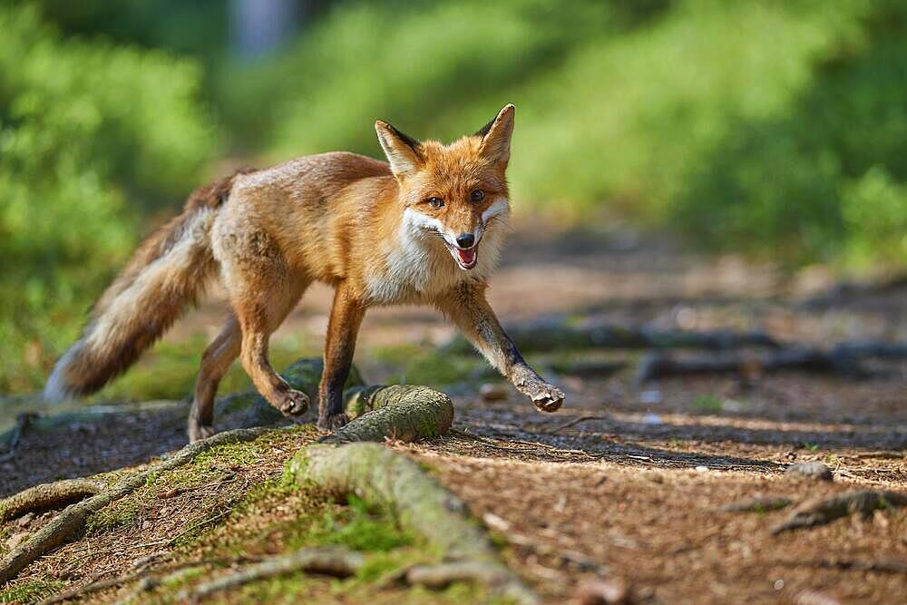 Red fox (Vulpes vulpes), running on path in forest